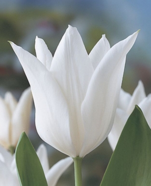 Tulp White Triumphator